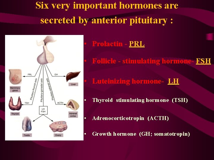 Six very important hormones are secreted by anterior pituitary : • Prolactin - PRL