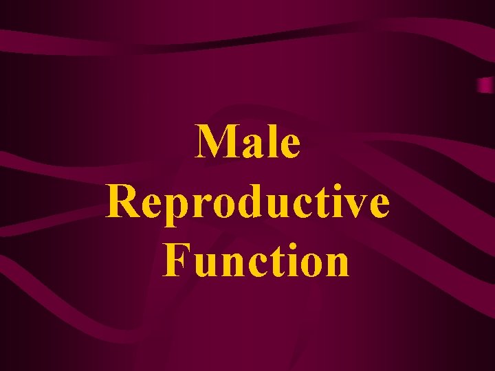 Male Reproductive Function 