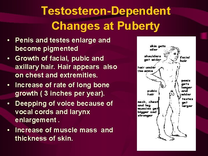 Testosteron-Dependent Changes at Puberty • Penis and testes enlarge and become pigmented • Growth