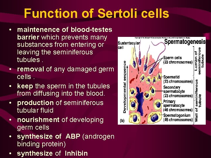 Function of Sertoli cells • maintenence of blood-testes barrier which prevents many substances from Function of Sertoli cells • maintenence of blood-testes barrier which prevents many substances from