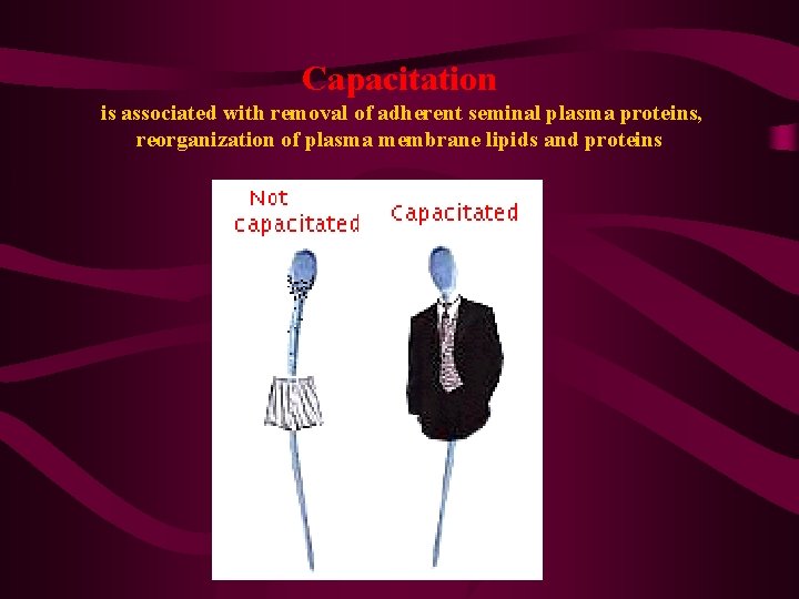 Capacitation is associated with removal of adherent seminal plasma proteins, reorganization of plasma membrane Capacitation is associated with removal of adherent seminal plasma proteins, reorganization of plasma membrane