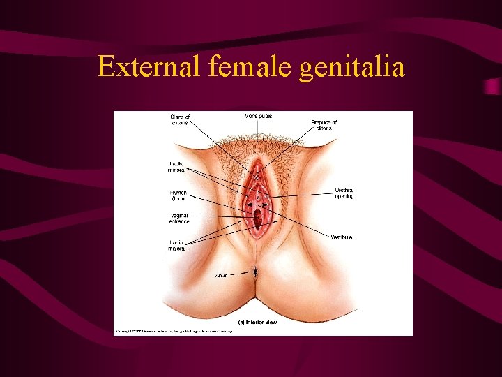 External female genitalia 