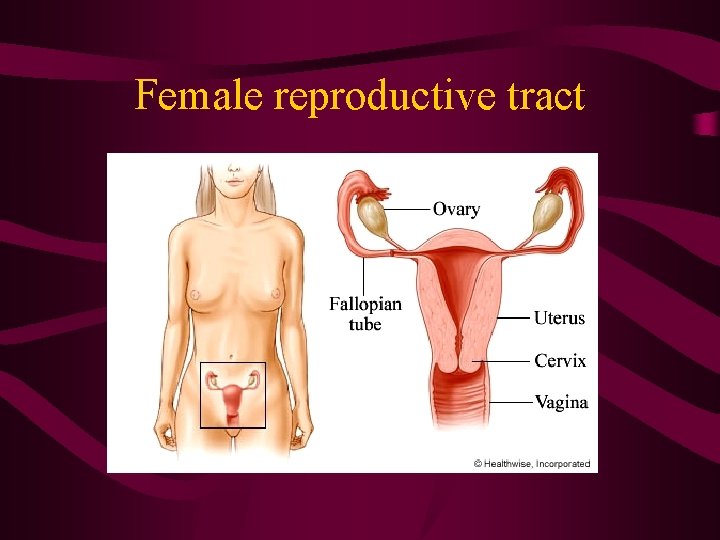 Female reproductive tract Female reproductive tract