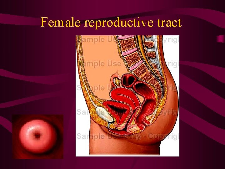 Female reproductive tract 