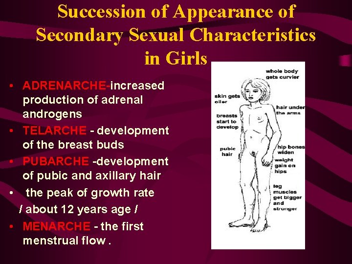 Succession of Appearance of Secondary Sexual Characteristics in Girls • ADRENARCHE-increased production of adrenal