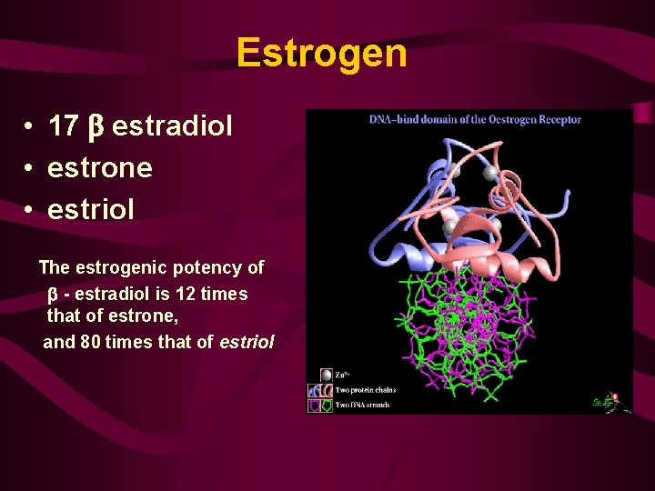 Estrogen • 17 estradiol • estrone • estriol The estrogenic potency of - estradiol