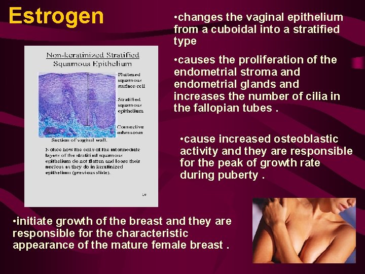 Estrogen • changes the vaginal epithelium from a cuboidal into a stratified type • Estrogen • changes the vaginal epithelium from a cuboidal into a stratified type •