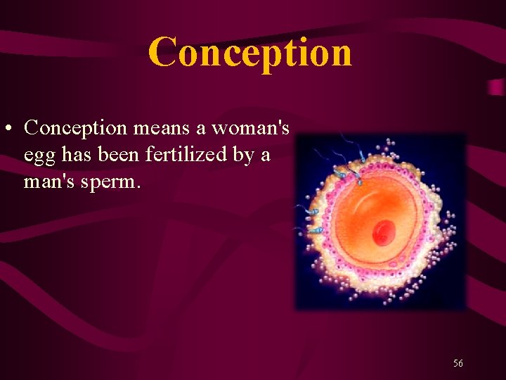 Conception • Conception means a woman's egg has been fertilized by a man's sperm.