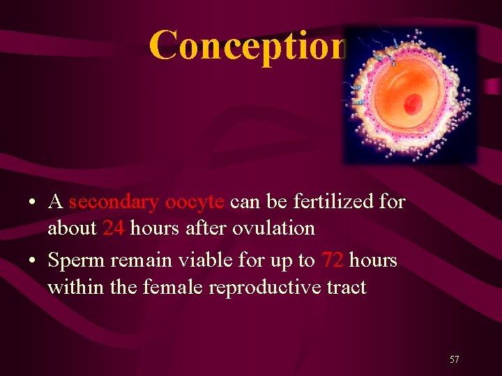  Conception • A secondary oocyte can be fertilized for about 24 hours after