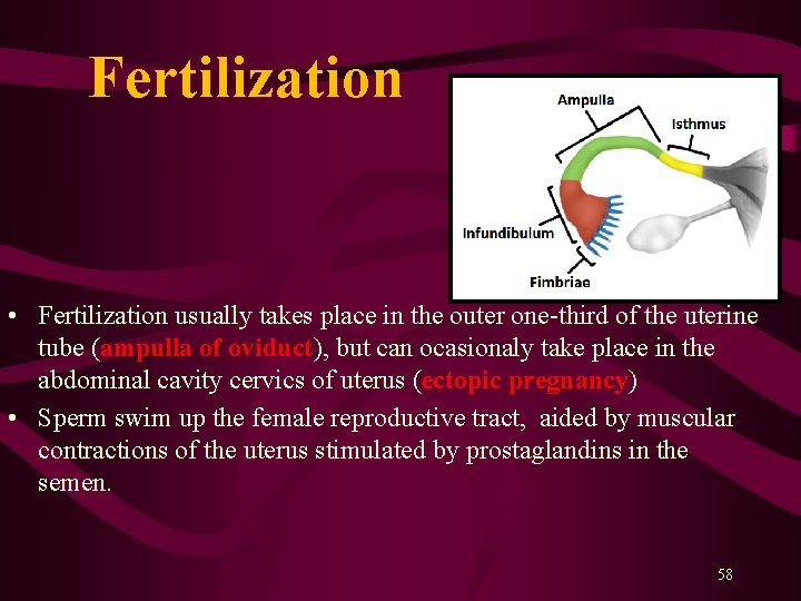 Fertilization • Fertilization usually takes place in the outer one-third of the uterine Fertilization • Fertilization usually takes place in the outer one-third of the uterine