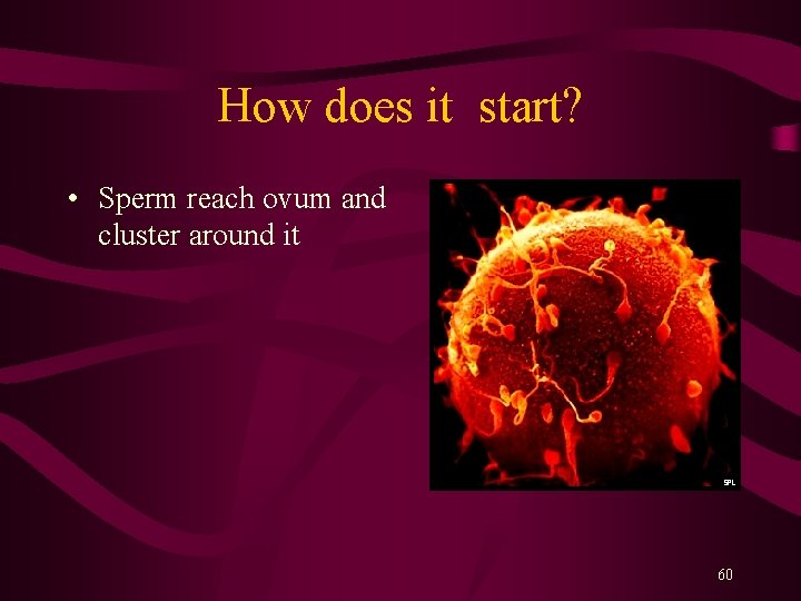 How does it start? • Sperm reach ovum and cluster around it 60 How does it start? • Sperm reach ovum and cluster around it 60