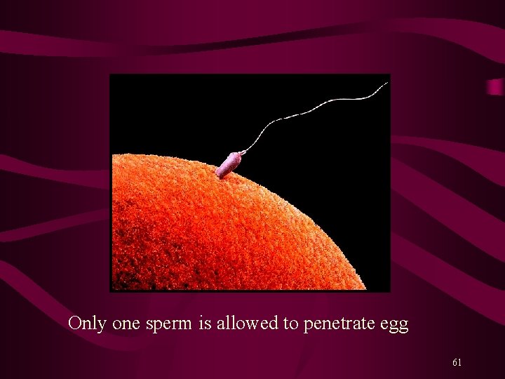 Only one sperm is allowed to penetrate egg 61 