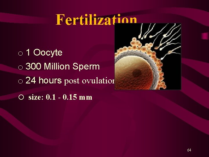 Fertilization o 1 Oocyte o 300 Million Sperm o 24 hours post ovulation o