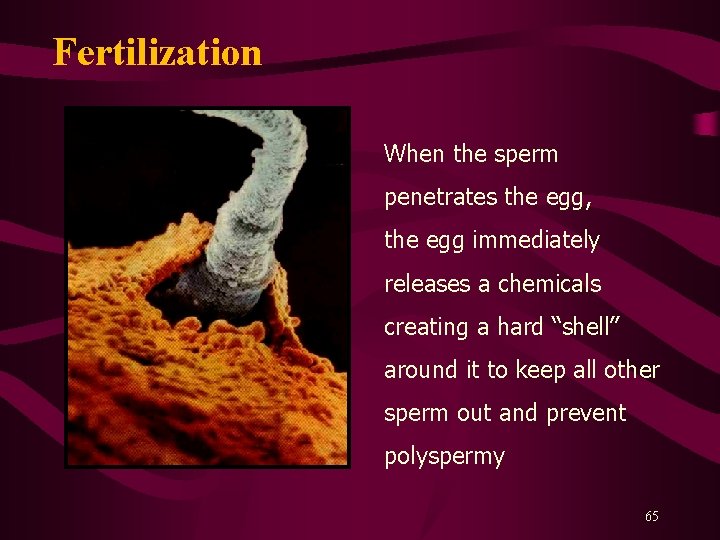 Fertilization When the sperm penetrates the egg, the egg immediately releases a chemicals creating