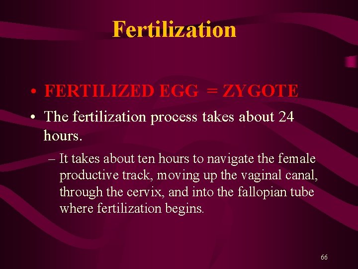 Fertilization • FERTILIZED EGG = ZYGOTE • The fertilization process takes about 24 hours.