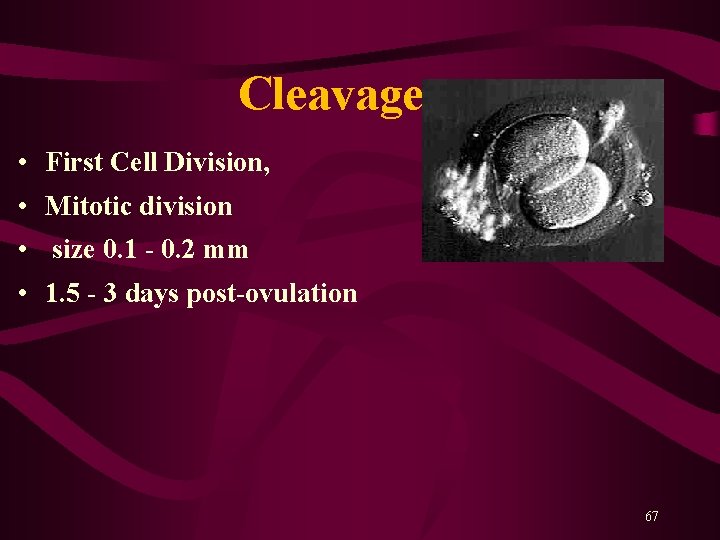 Cleavage • First Cell Division, • Mitotic division • size 0. 1 - 0. Cleavage • First Cell Division, • Mitotic division • size 0. 1 - 0.