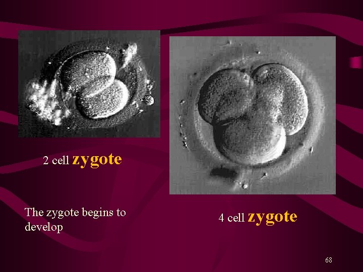 2 cell zygote The zygote begins to develop 4 cell zygote 68 2 cell zygote The zygote begins to develop 4 cell zygote 68