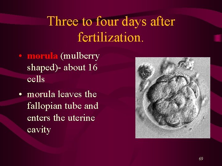 Three to four days after fertilization. • morula (mulberry shaped)- about 16 cells •