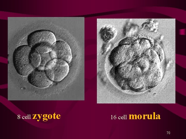 8 cell zygote 16 cell morula 70 