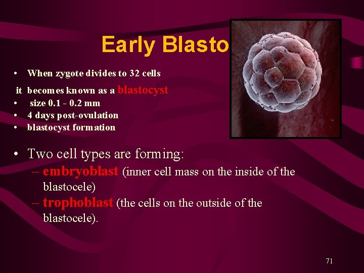 Early Blastocyst • When zygote divides to 32 cells it • • • becomes Early Blastocyst • When zygote divides to 32 cells it • • • becomes