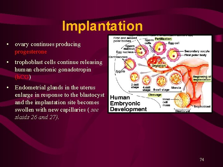 Implantation • ovary continues producing progesterone • trophoblast cells continue releasing human chorionic gonadotropin Implantation • ovary continues producing progesterone • trophoblast cells continue releasing human chorionic gonadotropin