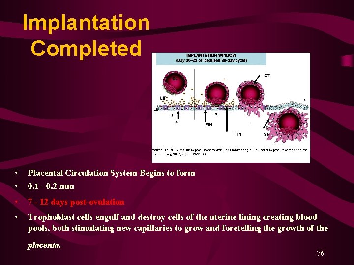 Implantation Completed • • Placental Circulation System Begins to form 0. 1 - 0.