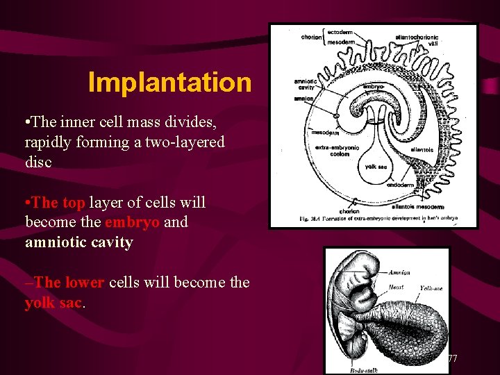 Implantation Completed • The inner cell mass divides, rapidly forming a two-layered disc •