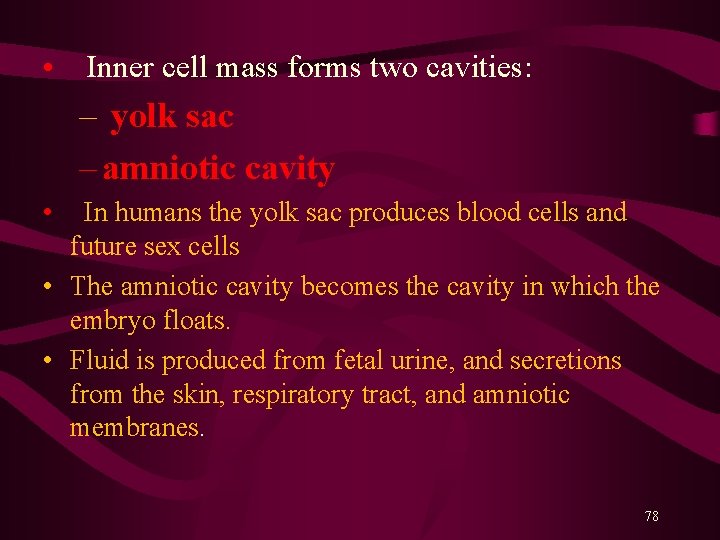  • Inner cell mass forms two cavities: – yolk sac – amniotic cavity