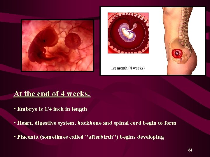 At the end of 4 weeks: • Embryo is 1/4 inch in length •