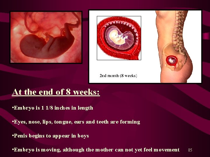 At the end of 8 weeks: • Embryo is 1 1/8 inches in length