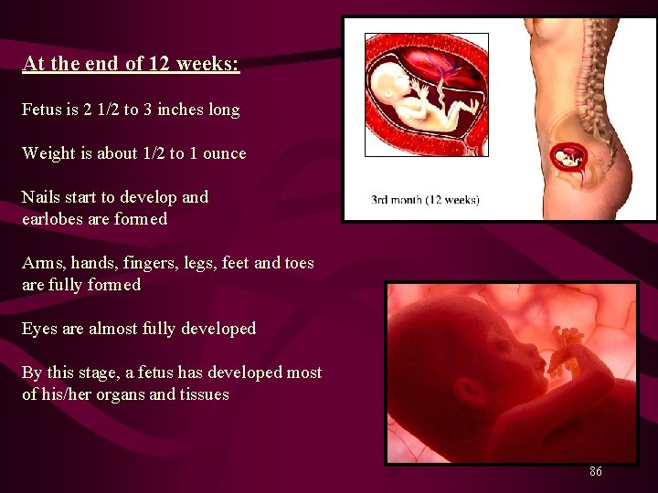 At the end of 12 weeks: Fetus is 2 1/2 to 3 inches long