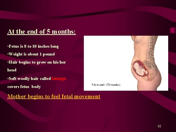 At the end of 5 months: • Fetus is 8 to 10 inches long At the end of 5 months: • Fetus is 8 to 10 inches long
