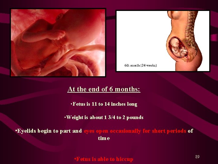 At the end of 6 months: • Fetus is 11 to 14 inches long