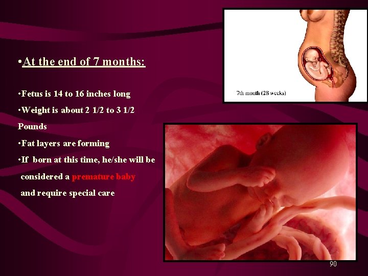  • At the end of 7 months: • Fetus is 14 to 16