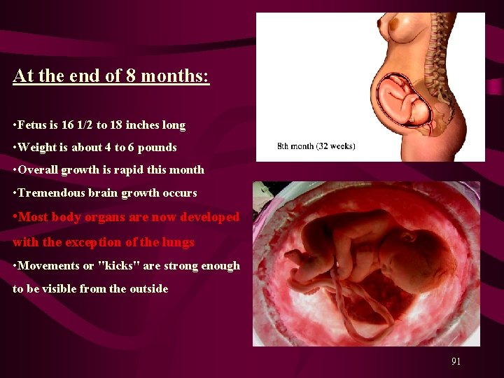 At the end of 8 months: • Fetus is 16 1/2 to 18 inches