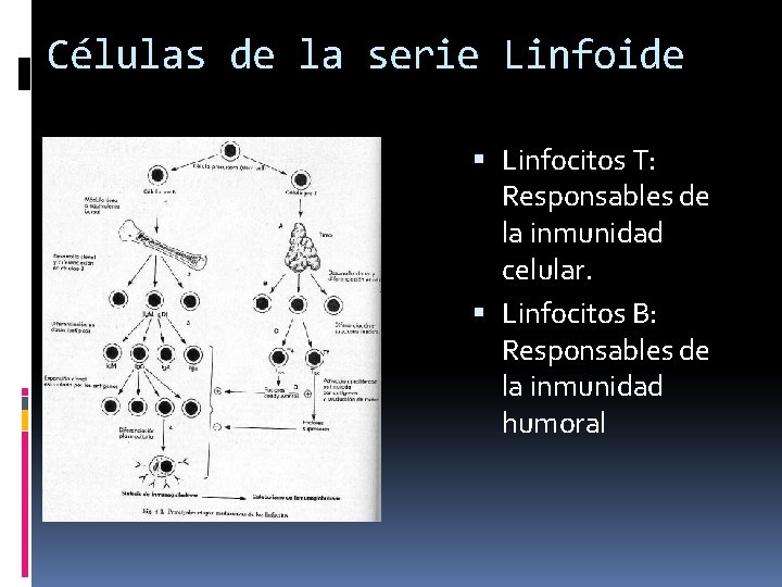Células de la serie Linfoide Linfocitos T: Responsables de la inmunidad celular. Linfocitos B: Células de la serie Linfoide Linfocitos T: Responsables de la inmunidad celular. Linfocitos B: