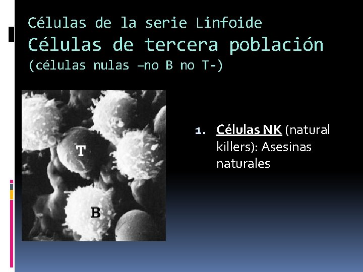Células de la serie Linfoide Células de tercera población (células nulas –no B no Células de la serie Linfoide Células de tercera población (células nulas –no B no