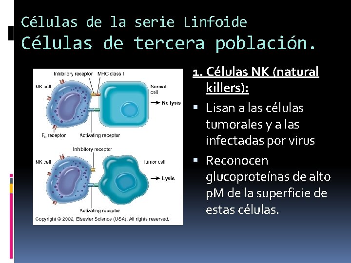 Células de la serie Linfoide Células de tercera población. 1. Células NK (natural killers): Células de la serie Linfoide Células de tercera población. 1. Células NK (natural killers):
