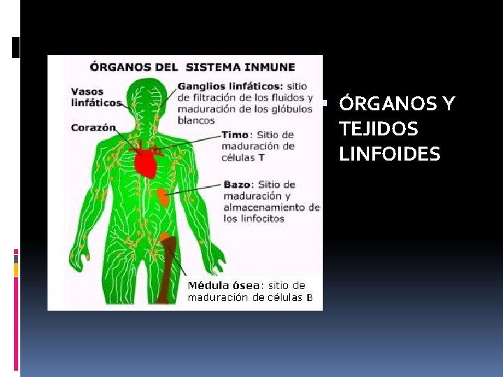 ÓRGANOS Y TEJIDOS LINFOIDES ÓRGANOS Y TEJIDOS LINFOIDES