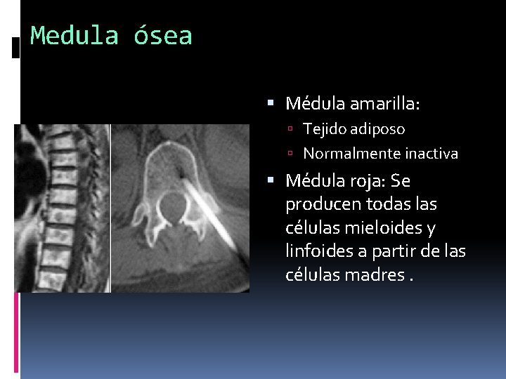 Medula ósea Médula amarilla: Tejido adiposo Normalmente inactiva Médula roja: Se producen todas las Medula ósea Médula amarilla: Tejido adiposo Normalmente inactiva Médula roja: Se producen todas las