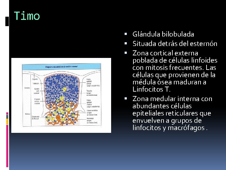 Timo Glándula bilobulada Situada detrás del esternón Zona cortical externa poblada de células linfoides Timo Glándula bilobulada Situada detrás del esternón Zona cortical externa poblada de células linfoides