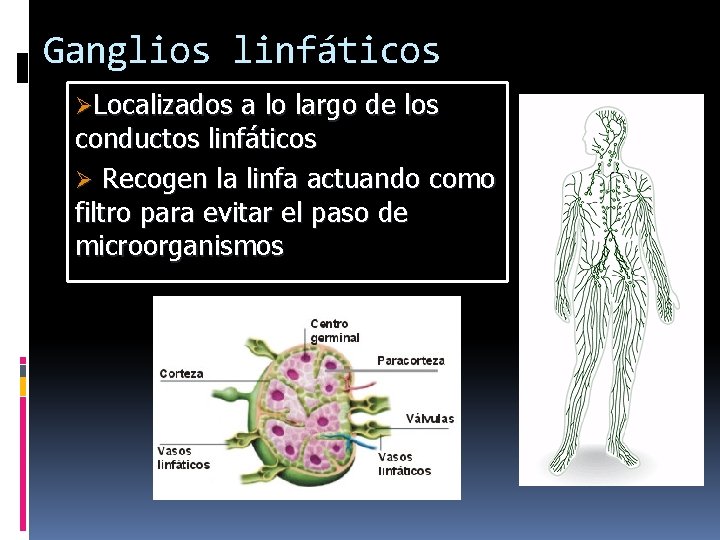 Ganglios linfáticos ØLocalizados a lo largo de los conductos linfáticos Ø Recogen la linfa Ganglios linfáticos ØLocalizados a lo largo de los conductos linfáticos Ø Recogen la linfa