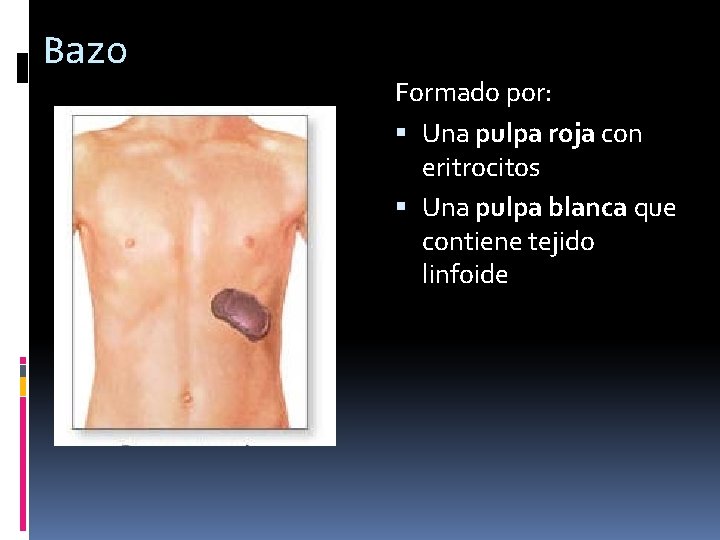 Bazo Formado por: Una pulpa roja con eritrocitos Una pulpa blanca que contiene tejido Bazo Formado por: Una pulpa roja con eritrocitos Una pulpa blanca que contiene tejido