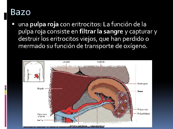 Bazo una pulpa roja con eritrocitos: La función de la pulpa roja consiste en Bazo una pulpa roja con eritrocitos: La función de la pulpa roja consiste en