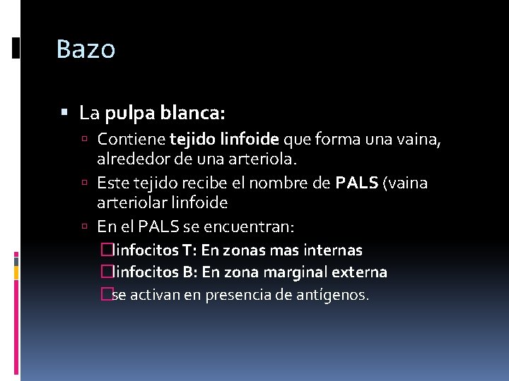 Bazo La pulpa blanca: Contiene tejido linfoide que forma una vaina, alrededor de una Bazo La pulpa blanca: Contiene tejido linfoide que forma una vaina, alrededor de una