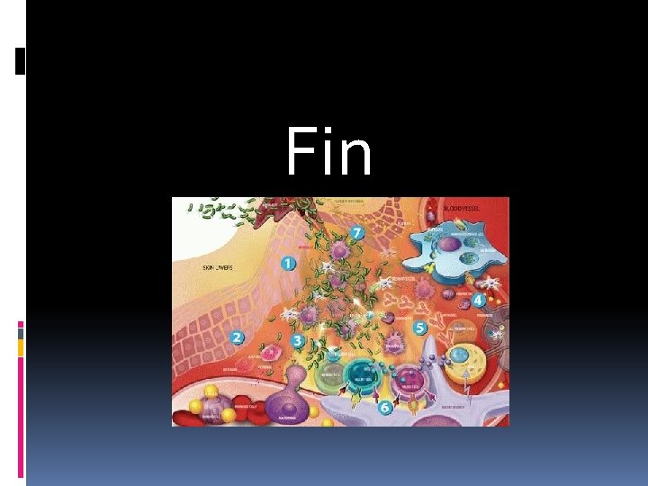 Fin Fin
