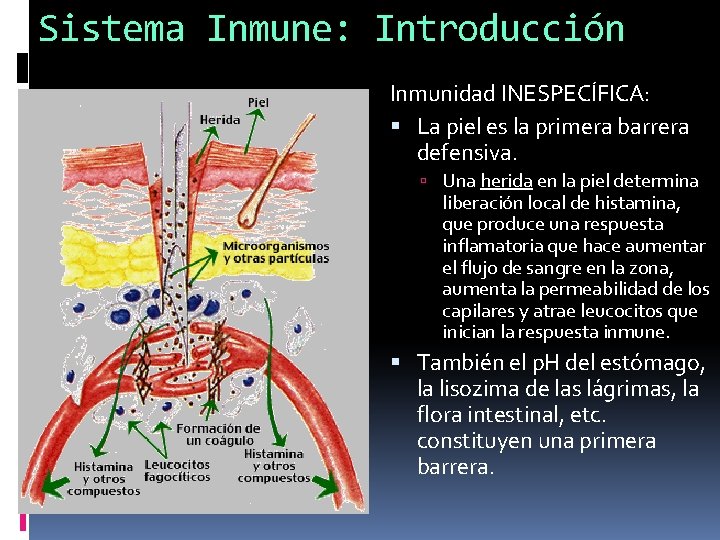 Sistema Inmune: Introducción Inmunidad INESPECÍFICA: La piel es la primera barrera defensiva. Una herida Sistema Inmune: Introducción Inmunidad INESPECÍFICA: La piel es la primera barrera defensiva. Una herida