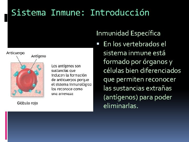 Sistema Inmune: Introducción Inmunidad Específica En los vertebrados el sistema inmune está formado por Sistema Inmune: Introducción Inmunidad Específica En los vertebrados el sistema inmune está formado por