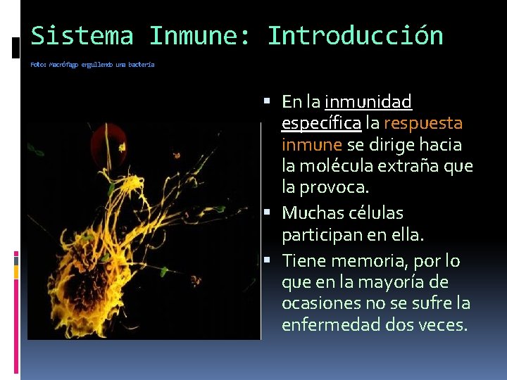 Sistema Inmune: Introducción Foto: Macrófago engullendo una bacteria En la inmunidad específica la respuesta Sistema Inmune: Introducción Foto: Macrófago engullendo una bacteria En la inmunidad específica la respuesta