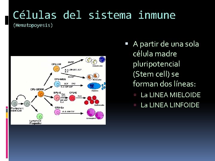 Células del sistema inmune (Hematopoyesis) A partir de una sola célula madre pluripotencial (Stem Células del sistema inmune (Hematopoyesis) A partir de una sola célula madre pluripotencial (Stem